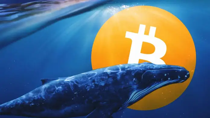 bitcoin balinaları-balina resmi üzerinde temsili btc logosu